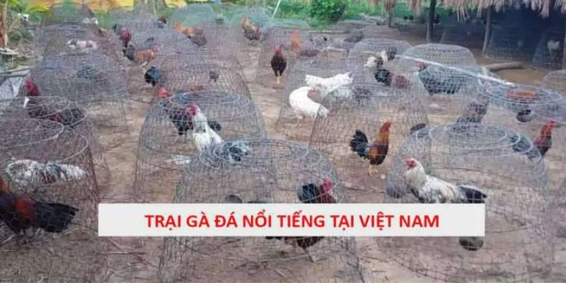 Trại Gà Đá Nổi Tiếng Và Uy Tín Khắp 3 Miền Tại Việt Nam