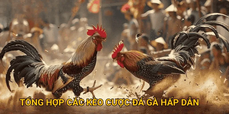 Tổng hợp các kèo cược hấp dẫn tại đá gà sodo