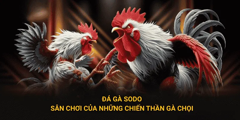 Đá gà sodo sân chơi của những chiến thần gà chọi