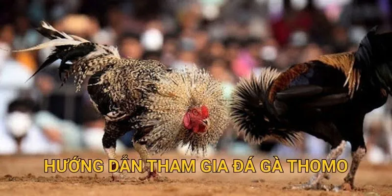 Hướng dẫn tham gia đá gà Thomo