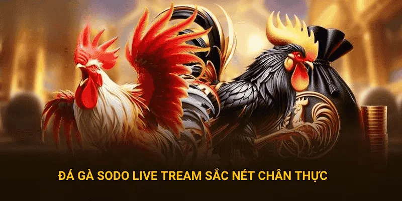 Livetream sắc nét chân thực tại đá gà sodo