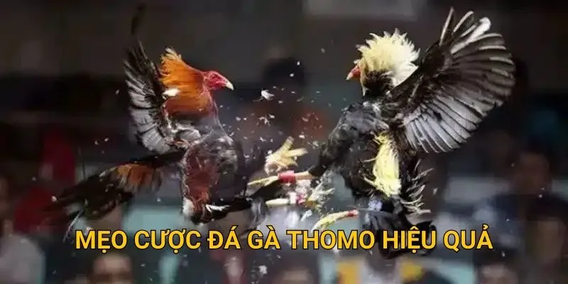 Mẹo cược đá gà Thomo hiệu quả