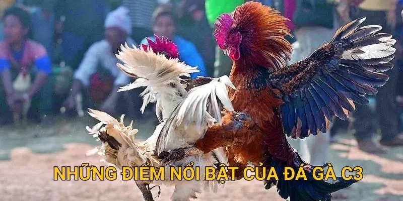 Những điểm nổi bật của đá gà c3 tại sodo