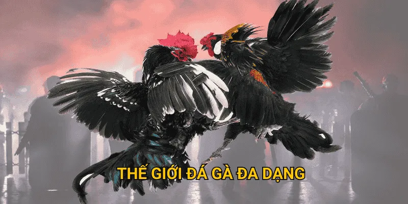 Thế giới đá gà đa dạng chỉ có tại sodo