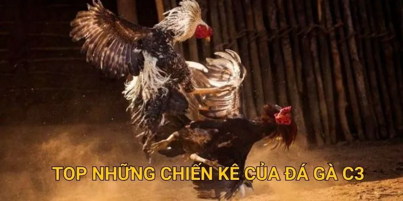 Top những chiến kê của đá gà c3